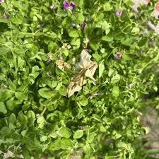 Image result for Polygala arenicola