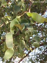 Image result for Acacia nigrescens