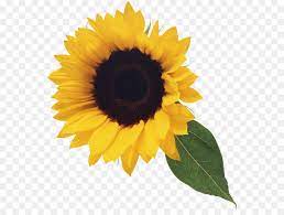 Background Flower Png Download 600 667 Free Transparent Common Sunflower Png Download Ilustrasi Bunga Seni