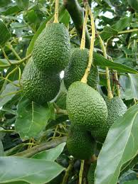 Avos 11b j r walker ltd boundary road, brackley, northants, england, nn13 7es. Avos On Tree Rainbow Food Pretty Green Avocado Tree