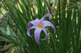 Image result for Xerophyta equisetoides