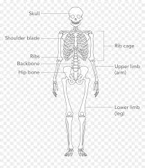 Check spelling or type a new query. Skeleton Arm Png Transparent Png Vhv
