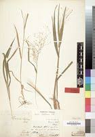 Image result for Panicum arcurameum