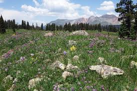 Image result for Trifolium polystachyum