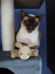 iggy miauw siamese cats abyssinian cats oriental cat