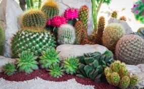See these fascinating succulent planting ideas. 15 Cactus Garden Ideas Photos Garden Lovers Club