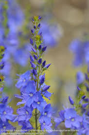 Veronica teucrium 'Shirley Blue'