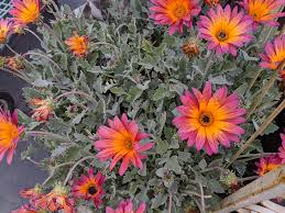 Image result for Arctotis rogersii