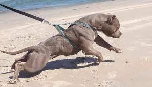 Giống chó pitbull (hay american pit bull terrier) là loài chó có xuất xứ từ nước anh du nhập vào châu mỹ, pitbull có vẻ ngoài dữ dằn, cơ bắp săn chắc, đôi mắt sắc lạnh, lầm lì, hàm răng chắc chắn, bước chân nhanh như tên, là loại chó luôn được dân chơi săn lung. Gia Cho Pitbull Ä'áº¹p Nháº¥t Viá»‡t Nam Cho Pitbull Mau Nao Ä'áº¹p Nháº¥t