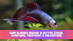 Betta fish often enjoy laying on their sides while resting. Why Do Bettas Lay On Their Side Or At The Bottom Of The Tank