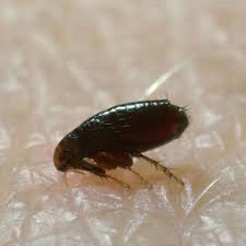 Top of the list is wondercide flea spray that'll allow you to control a spectrum of yard pests like fleas, ticks, mosquito, and roaches. How To Prepare For Flea Control Service