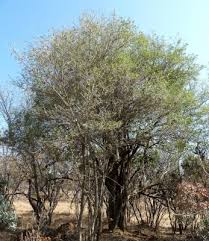 Image result for Volkameria glabra