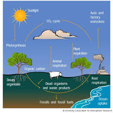 The Carbon Cycle Maps The Carbon Cycle Carbon Cycle Nitrogen Cycle Ielts Writing