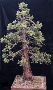 Sequoia seedlings require a wet but well drained soil. Giant Sequoia Bonsai Empire