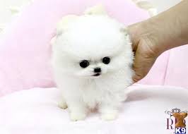 Ice White Pomeranian Puppies For Sale Near Me Pets Lovers