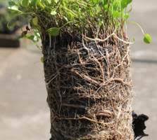 Image result for Falkia oblonga