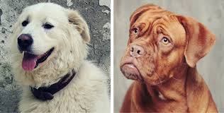 17 Of The Biggest And Most Beautiful Mastiff Breeds In The World