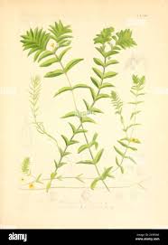 Image result for Pityrogramma argentea
