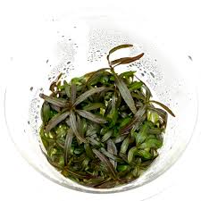 Image result for Hyparrhenia figariana