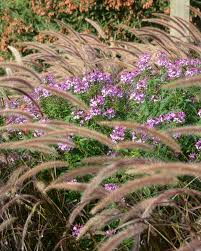 Dreamstime is the world`s largest stock photography community. 10 Companions For Ornamental Grasses In The Landscape Proven Winners