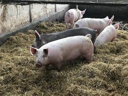 Le plan d'implantation est un document essentiel. Herzeele Pour David Weksteen Eleveur De Porcs Faire Du Bio Une Question De Coherence