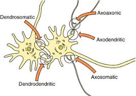 Image result for Synandrodaphne
