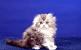 Scottish Fold Longhair Black