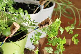 Always sterilize your cutting tools when working with plants by. How To Grow Parsley