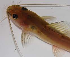 We did not find results for: Jenis Ikan Baung Dan Faktanya Yang Wajib Anda Tahu Ragam Jenis Ikan