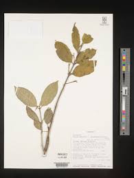 Image result for Crepidorhopalon rupestris