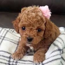 They are known for their nice temperament and the willingness to please their owner. Teacup Cavapoo Puppies For Sale Micro Cavapoos Mini Cavapoo Puppies