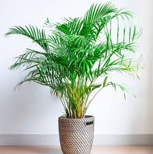 Want to add an indoor plant to your home? 15 Best Bedroom Plants Plants For Bedroom That Clean Air