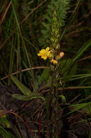 Image result for Alectra sessiliflora