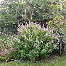 Image result for Ocimum labiatum