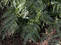 Genus name comes from the greek word arachne meaning a spider in reference to the spidery aspect of the clusters of spore capsules. Phil Bendle Collection Arachniodes Aristata East Indian Holly Fern Citscihub