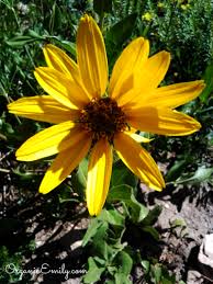 Have you had experiences, good or bad, with plant identification apps before? Albion Basin Wild Flower Identification