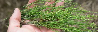 Mechanische bekämpfung am besten im frühjahr durchführen die beste zeit zum bekämpfen von sumpfschachtelhalm ist das zeitige frühjahr. Selbstgemacht Naturlicher Pflanzenschutz Mit Schachtelhalmbruhe Garten Diybook De