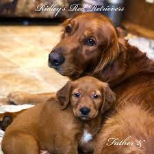 Since she came from a hoarding situation she needs another … more. Ridley S Red Retrievers Home Facebook