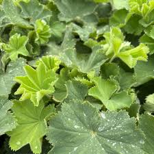 Image result for Asterochaete angustissima