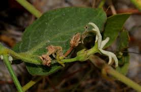 Image result for Orthanthera jasminiflora