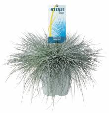 Ziergräser eignen sich besonders um eine auffällige und gleichzeitig pflegeleichte pflanzgestaltung zu schaffen. Gras Festuca Glauca Intense Blue Florastore