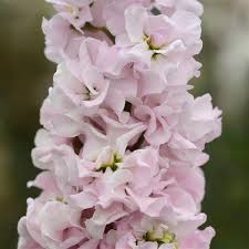 Image result for Matthiola