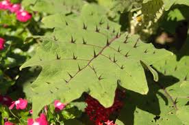 Image result for Solanum