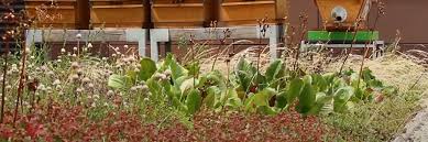Great for shadier spots on a rooftop, astilbe 'fanal' rewards gardeners with rich crimson color that blooms midsummer (typically july). Frankfurt S Green Rooftops And Urban Airways Aim To Keep The City Cool Greenroofs Com