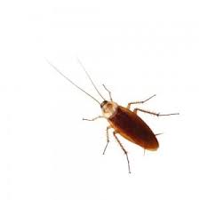 Moyer offers customized pest control services for all types of businesses and industries. Roach Control Bergen County Roach Exterminator Roach Treatment Nj