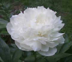 Etsy uses cookies and similar technologies to give you a better experience, enabling things like: Peony Flower Bloom Photos From June 2010 White Flowers Names Wedding Flowers Peonies Affordable Wedding Flowers