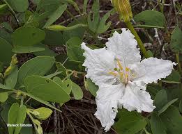 Image result for Bauhinia macrantha
