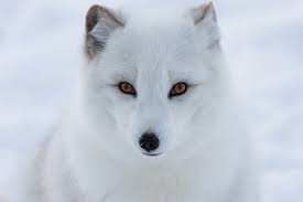 Arctic Fox Facts For Kids Polar Foxes Snow Fox Artic Animals