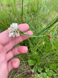 Image result for Cyperus niveus