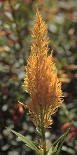 Century Yellow Celosia Argentea Beautiful Flowers Garden Styles Garden Design